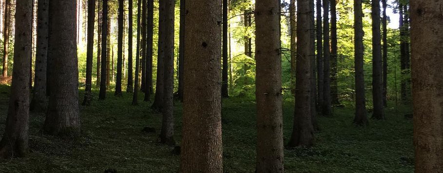 Granskog på Omberg i Östergötland