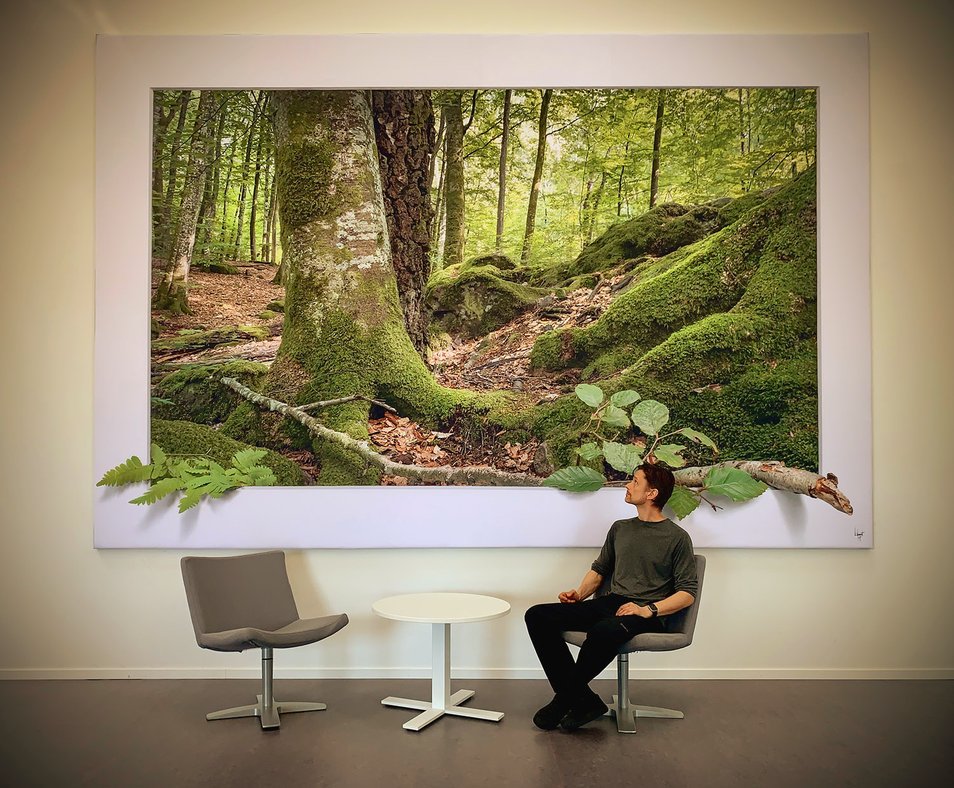 Konstfoto "Blåsippor i skogen" på Omberg